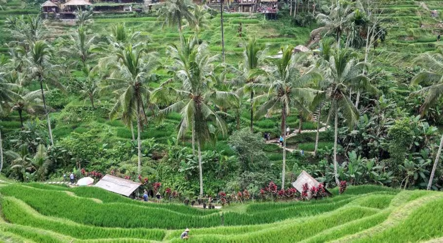 Tegallalang Rice Terraces in Ubud Tegallalang Rice Terraces in Ubud